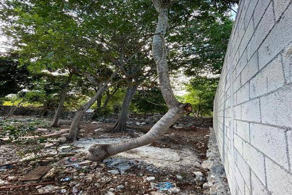 Foto de terreno habitacional en venta en  , dzitya, mérida, yucatán, 0 No. 03