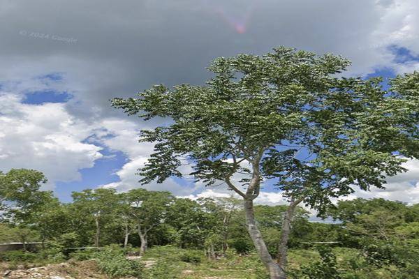 Foto de terreno habitacional en 21 , cansahcab, cansahcab, yucatán, 0 foto 01 Foto de terreno habitacional en venta en 21 , cansahcab, cansahcab, yucatán, 0 No. 01