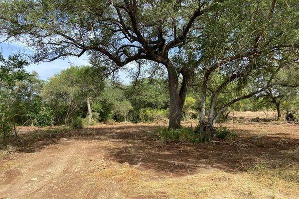 Foto de terreno habitacional en carretera montemorelos - rayones , las palmas, montemorelos, nuevo león, 0 foto 05 Foto de terreno habitacional en venta en carretera montemorelos - rayones , las palmas, montemorelos, nuevo león, 0 No. 05