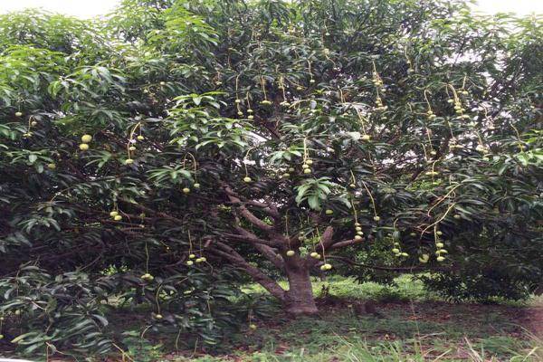 Foto de terreno habitacional en carreterera huixtla - tapachula , belisario domínguez, huehuetán, chiapas, 0 foto 01 Foto de terreno habitacional en venta en carreterera huixtla - tapachula , belisario domínguez, huehuetán, chiapas, 0 No. 01