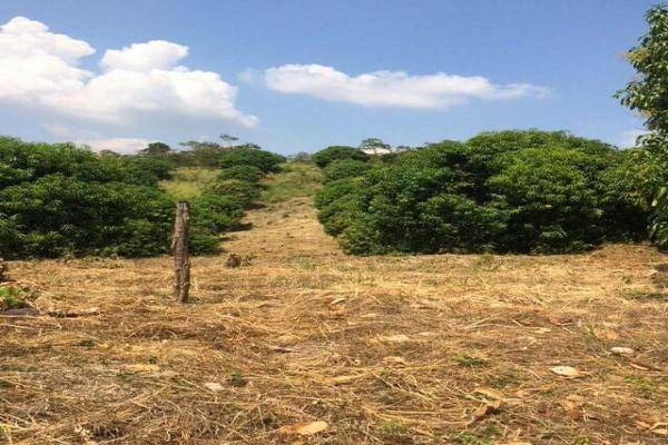 Foto de terreno habitacional en carreterera huixtla - tapachula , belisario domínguez, huehuetán, chiapas, 0 foto 04 Foto de terreno habitacional en venta en carreterera huixtla - tapachula , belisario domínguez, huehuetán, chiapas, 0 No. 04