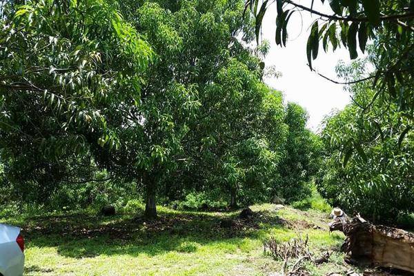 Foto de terreno habitacional en carreterera huixtla - tapachula , belisario domínguez, huehuetán, chiapas, 0 foto 05 Foto de terreno habitacional en venta en carreterera huixtla - tapachula , belisario domínguez, huehuetán, chiapas, 0 No. 05