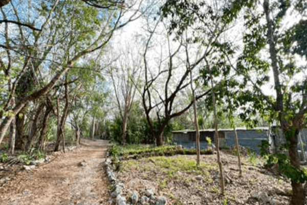 Foto de terreno habitacional en , celestun, celestún, yucatán, 25983306 foto 03 Foto de terreno habitacional en venta en , celestun, celestún, yucatán, 25983306 No. 03