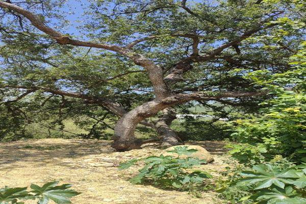 Foto de terreno habitacional en , ciudad allende, allende, nuevo león, 30259551 foto 05 Foto de terreno habitacional en venta en , ciudad allende, allende, nuevo león, 30259551 No. 05