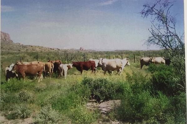 Foto de rancho en entre flores magon y villa ahumada , ahumada, ahumada, chihuahua, 3827086 foto 14 Foto de rancho en venta en entre flores magon y villa ahumada , ahumada, ahumada, chihuahua, 3827086 No. 14