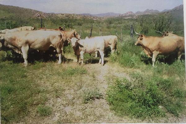 Foto de rancho en entre flores magon y villa ahumada , ahumada, ahumada, chihuahua, 3827086 foto 16 Foto de rancho en venta en entre flores magon y villa ahumada , ahumada, ahumada, chihuahua, 3827086 No. 16