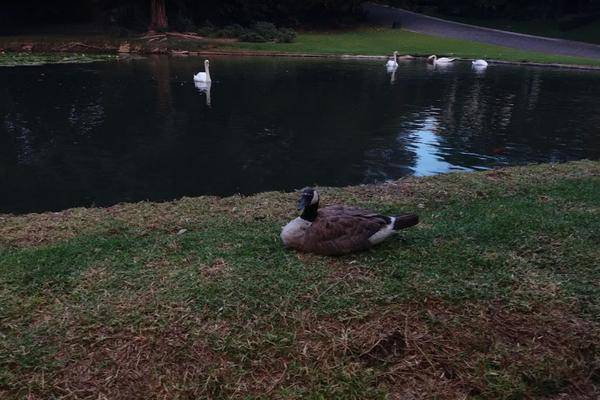 Foto de terreno habitacional en fraccionamiento los jales , lomas del bosque, zapopan, jalisco, 0 foto 03 Foto de terreno habitacional en venta en fraccionamiento los jales , lomas del bosque, zapopan, jalisco, 0 No. 03