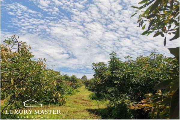 Foto de rancho en h , ario de rosales, ario, michoacán de ocampo, 0 foto 03 Foto de rancho en venta en h , ario de rosales, ario, michoacán de ocampo, 0 No. 03