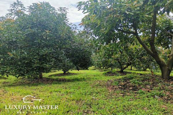 Foto de rancho en h , ario de rosales, ario, michoacán de ocampo, 0 foto 05 Foto de rancho en venta en h , ario de rosales, ario, michoacán de ocampo, 0 No. 05