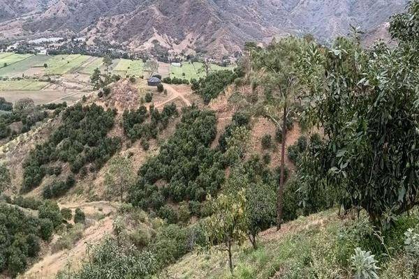 Foto de rancho en huerta camichinesranchería la yerbabuenamunicipio de tamazula de gordianojalisco. , tamazula de gordiano centro, tamazula de gordiano, jalisco, 0 foto 03 Foto de rancho en venta en huerta camichinesranchería la yerbabuenamunicipio de tamazula de gordianojalisco. , tamazula de gordiano centro, tamazula de gordiano, jalisco, 0 No. 03