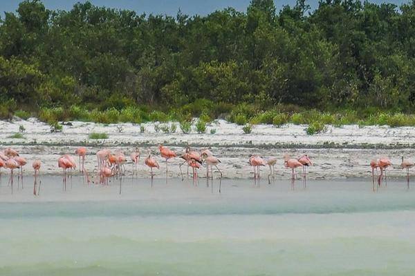 Foto de terreno habitacional en , isla de holbox, lázaro cárdenas, quintana roo, 30824317 foto 02 Foto de terreno habitacional en venta en , isla de holbox, lázaro cárdenas, quintana roo, 30824317 No. 02
