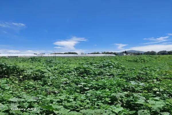Foto de terreno habitacional en jalapango , residencial san luis, chiautla, méxico, 0 foto 02 Foto de terreno habitacional en venta en jalapango , residencial san luis, chiautla, méxico, 0 No. 02