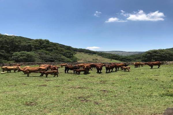 Foto de rancho en la soledad , la soledad (el mogote), chapa de mota, méxico, 20072502 foto 03 Foto de rancho en venta en la soledad , la soledad (el mogote), chapa de mota, méxico, 20072502 No. 03