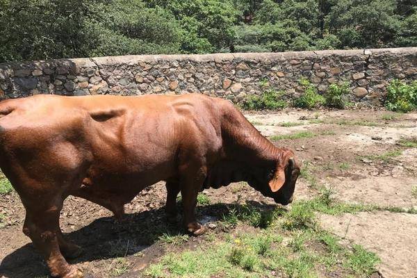 Foto de rancho en la soledad , la soledad (el mogote), chapa de mota, méxico, 20072502 foto 04 Foto de rancho en venta en la soledad , la soledad (el mogote), chapa de mota, méxico, 20072502 No. 04