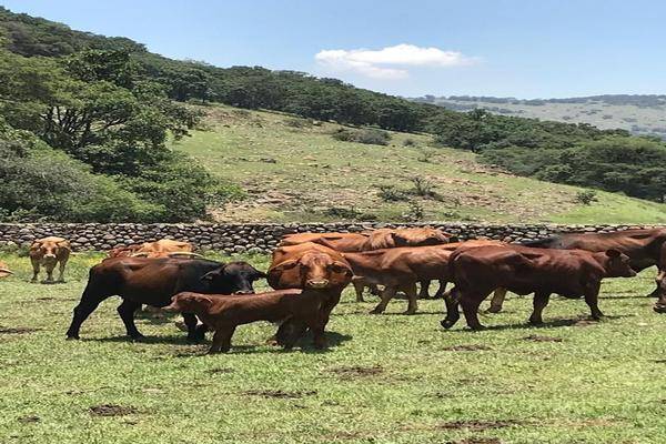 Foto de rancho en la soledad , la soledad (el mogote), chapa de mota, méxico, 20072502 foto 05 Foto de rancho en venta en la soledad , la soledad (el mogote), chapa de mota, méxico, 20072502 No. 05