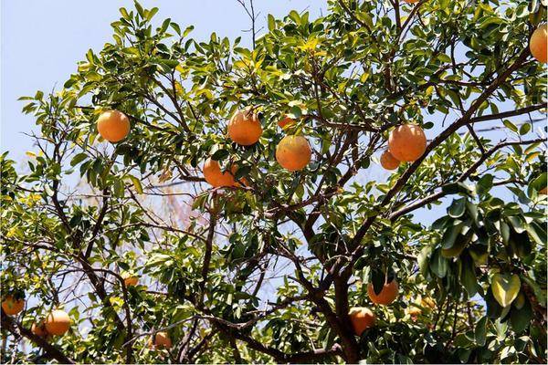 Foto de terreno habitacional en laguna de tuxpan , tuxpan, iguala de la independencia, guerrero, 0 foto 03 Foto de terreno habitacional en venta en laguna de tuxpan , tuxpan, iguala de la independencia, guerrero, 0 No. 03