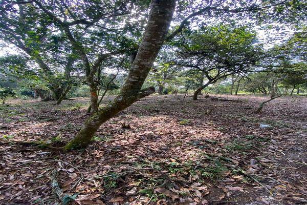 Foto de terreno habitacional en , mártires de chicago, xalapa, veracruz de ignacio de la llave, 0 foto 05 Foto de terreno habitacional en venta en , mártires de chicago, xalapa, veracruz de ignacio de la llave, 0 No. 05