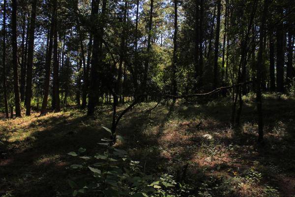 Foto de rancho en , mesa rica, valle de bravo, méxico, 6255236 foto 04 Foto de rancho en venta en , mesa rica, valle de bravo, méxico, 6255236 No. 04