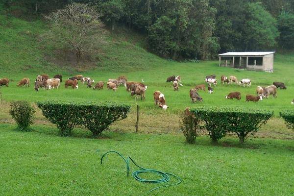 Foto de rancho en , ocuilapa de juárez, ocozocoautla de espinosa, chiapas, 5487409 foto 01 Foto de rancho en venta en , ocuilapa de juárez, ocozocoautla de espinosa, chiapas, 5487409 No. 01