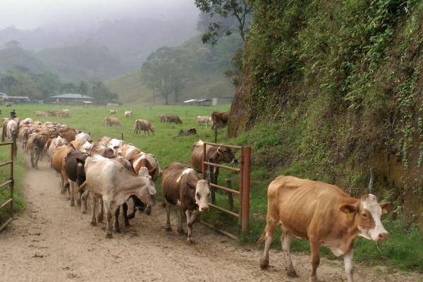 Foto de rancho en , ocuilapa de juárez, ocozocoautla de espinosa, chiapas, 5487409 foto 02 Foto de rancho en venta en , ocuilapa de juárez, ocozocoautla de espinosa, chiapas, 5487409 No. 02