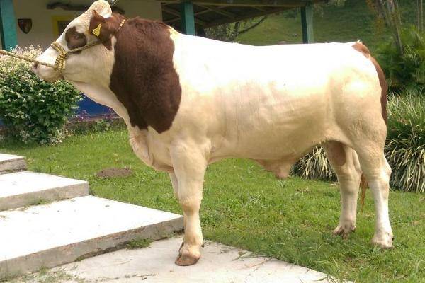 Foto de rancho en , ocuilapa de juárez, ocozocoautla de espinosa, chiapas, 5487409 foto 03 Foto de rancho en venta en , ocuilapa de juárez, ocozocoautla de espinosa, chiapas, 5487409 No. 03