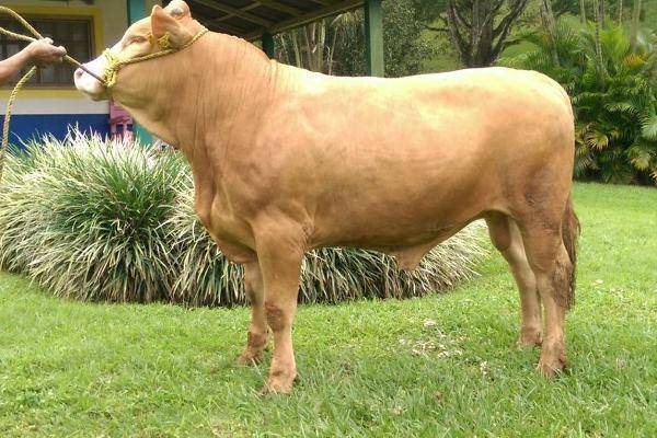 Foto de rancho en , ocuilapa de juárez, ocozocoautla de espinosa, chiapas, 5487409 foto 04 Foto de rancho en venta en , ocuilapa de juárez, ocozocoautla de espinosa, chiapas, 5487409 No. 04