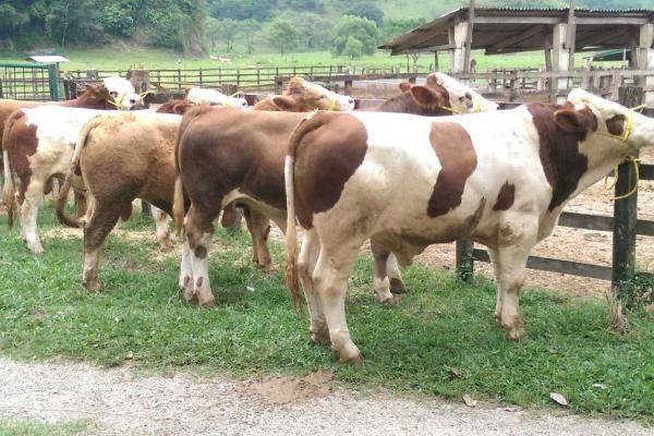 Foto de rancho en , ocuilapa de juárez, ocozocoautla de espinosa, chiapas, 5487409 foto 05 Foto de rancho en venta en , ocuilapa de juárez, ocozocoautla de espinosa, chiapas, 5487409 No. 05