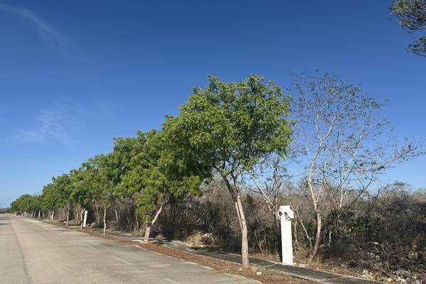 Foto de terreno habitacional en phula , dzidzilché, mérida, yucatán, 0 foto 06 Foto de terreno habitacional en venta en phula , dzidzilché, mérida, yucatán, 0 No. 06