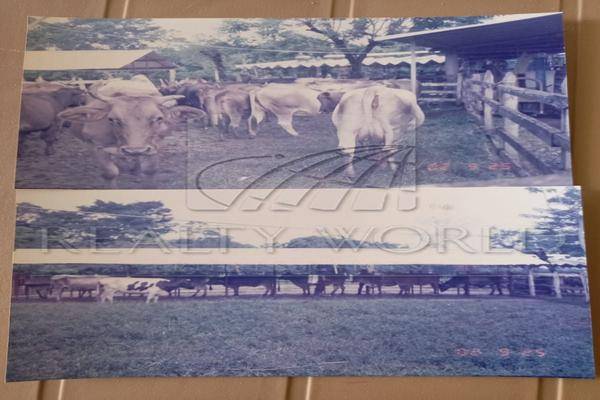 Foto de rancho en , río seco 3ra. sección (la playita), cunduacán, tabasco, 0 foto 02 Foto de rancho en venta en , río seco 3ra. sección (la playita), cunduacán, tabasco, 0 No. 02