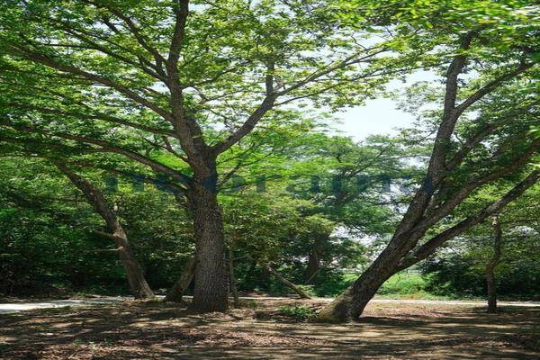 Foto de terreno habitacional en , sección buenavista, allende, nuevo león, 0 foto 02 Foto de terreno habitacional en venta en , sección buenavista, allende, nuevo león, 0 No. 02