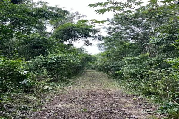 Foto de terreno habitacional en sin calle , tulum centro, tulum, quintana roo, 0 foto 01 Foto de terreno habitacional en venta en sin calle , tulum centro, tulum, quintana roo, 0 No. 01