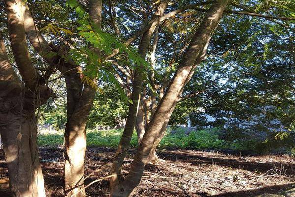 Foto de local en , sombrerete centro, sombrerete, zacatecas, 8100350 foto 03 Foto de local en renta en , sombrerete centro, sombrerete, zacatecas, 8100350 No. 03