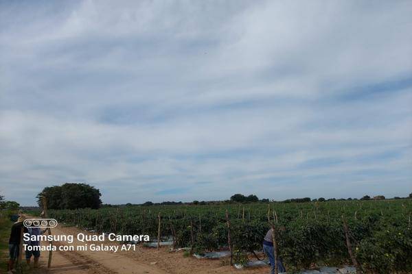 Foto de terreno habitacional en terraceria isla del bosque , palmito del verde , palmito del verde, escuinapa, sinaloa, 23950302 foto 01 Foto de terreno habitacional en venta en terraceria isla del bosque , palmito del verde , palmito del verde, escuinapa, sinaloa, 23950302 No. 01