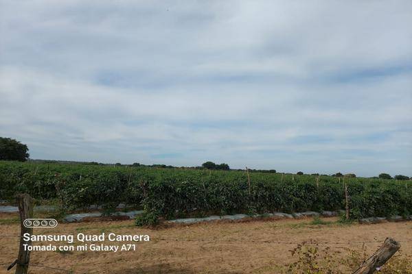 Foto de terreno habitacional en terraceria isla del bosque , palmito del verde , palmito del verde, escuinapa, sinaloa, 23950302 foto 02 Foto de terreno habitacional en venta en terraceria isla del bosque , palmito del verde , palmito del verde, escuinapa, sinaloa, 23950302 No. 02