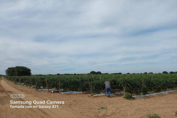 Foto de terreno habitacional en terraceria isla del bosque , palmito del verde , palmito del verde, escuinapa, sinaloa, 23950302 foto 04 Foto de terreno habitacional en venta en terraceria isla del bosque , palmito del verde , palmito del verde, escuinapa, sinaloa, 23950302 No. 04