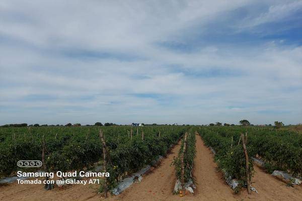Foto de terreno habitacional en terraceria isla del bosque , palmito del verde , palmito del verde, escuinapa, sinaloa, 23950302 foto 05 Foto de terreno habitacional en venta en terraceria isla del bosque , palmito del verde , palmito del verde, escuinapa, sinaloa, 23950302 No. 05