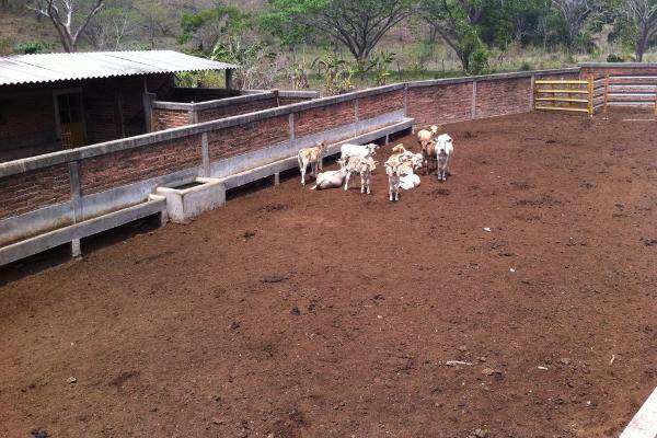Foto de rancho en , villa purificacion, villa purificación, jalisco, 6265172 foto 06 Foto de rancho en venta en , villa purificacion, villa purificación, jalisco, 6265172 No. 06