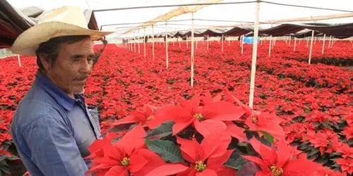 Agricultura en el DF