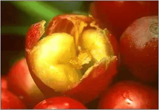 cereza